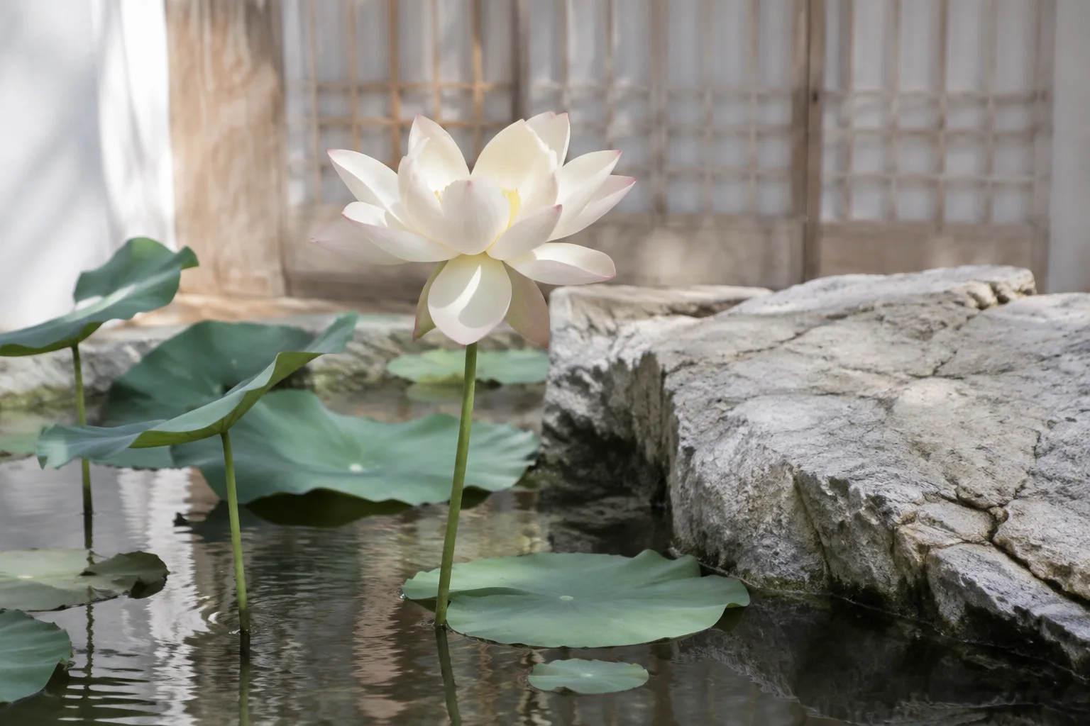 An ivory lotus rising above still water beside natural stone and green leaves